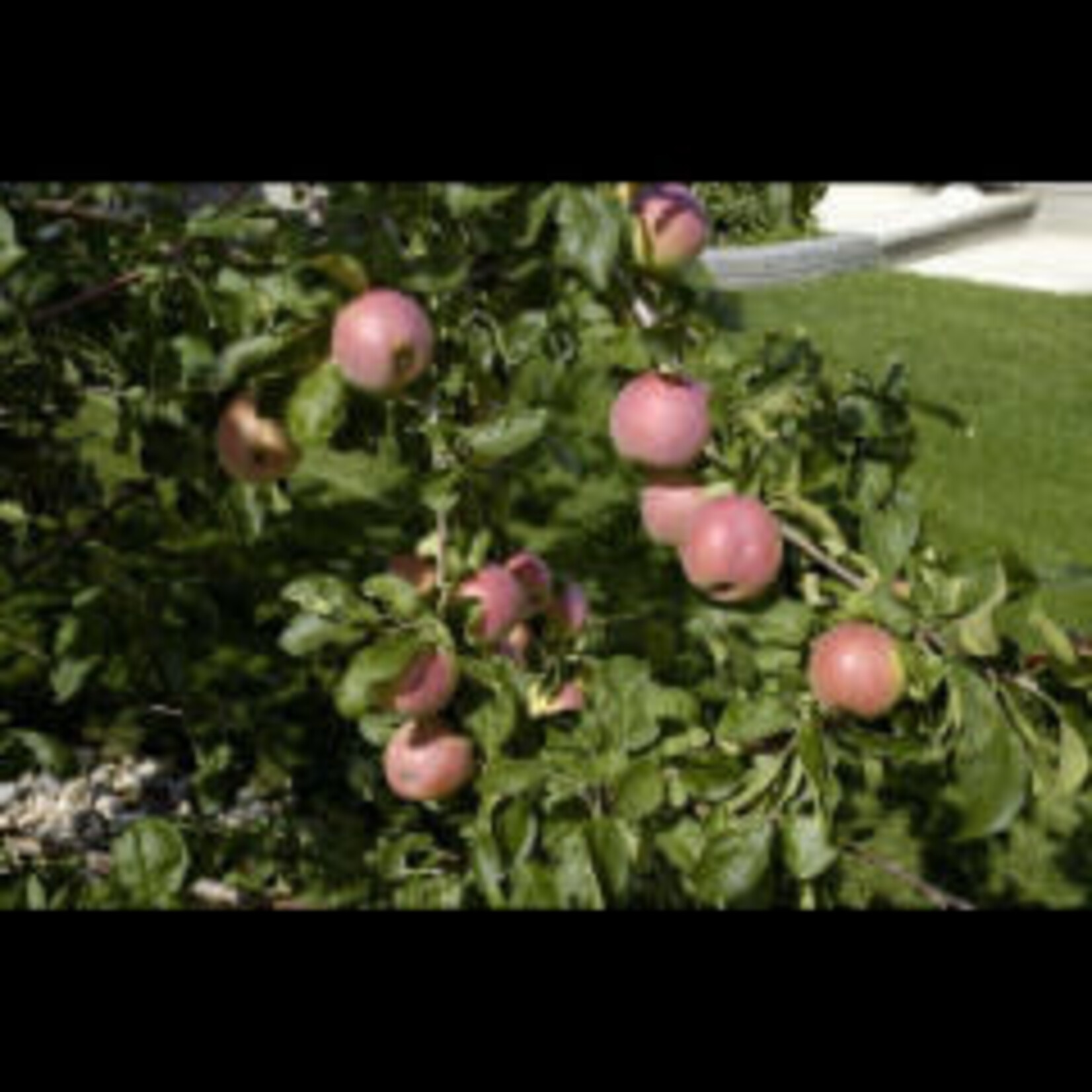 Apple September Ruby