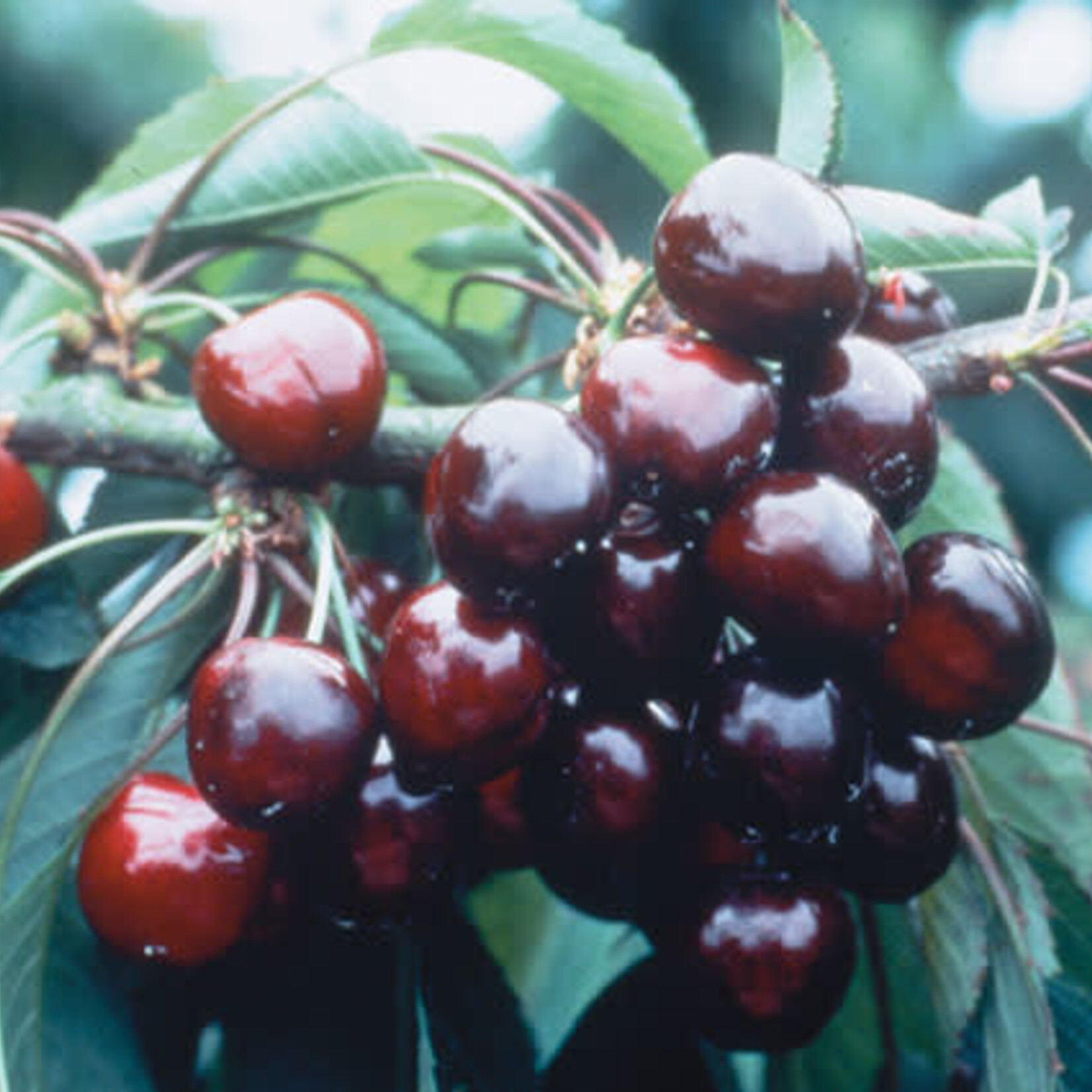 Cherry Romeo 5 gal tree form