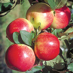 Apple Zestar