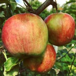 Apple September Ruby