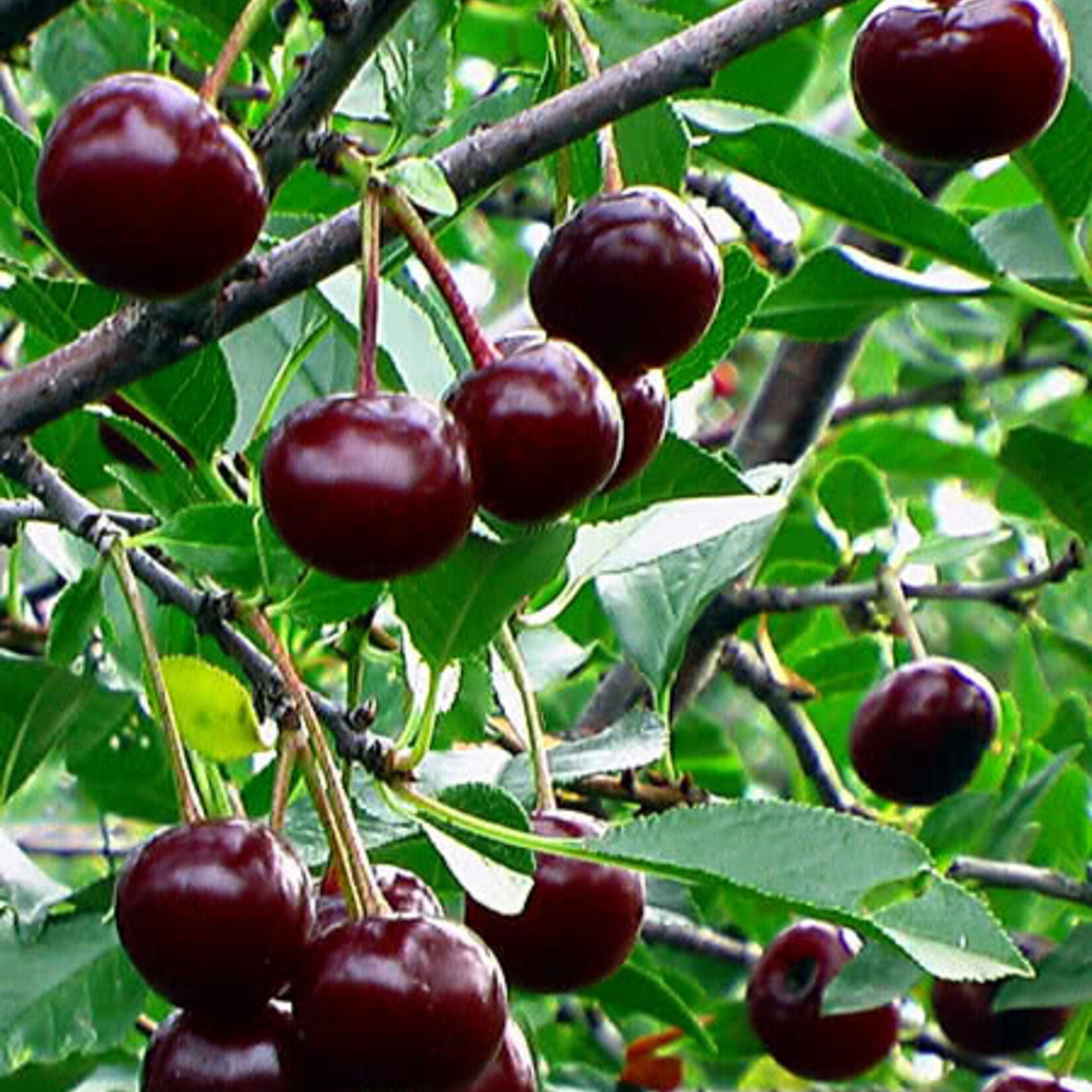 Cherry Romeo 5 gal tree form