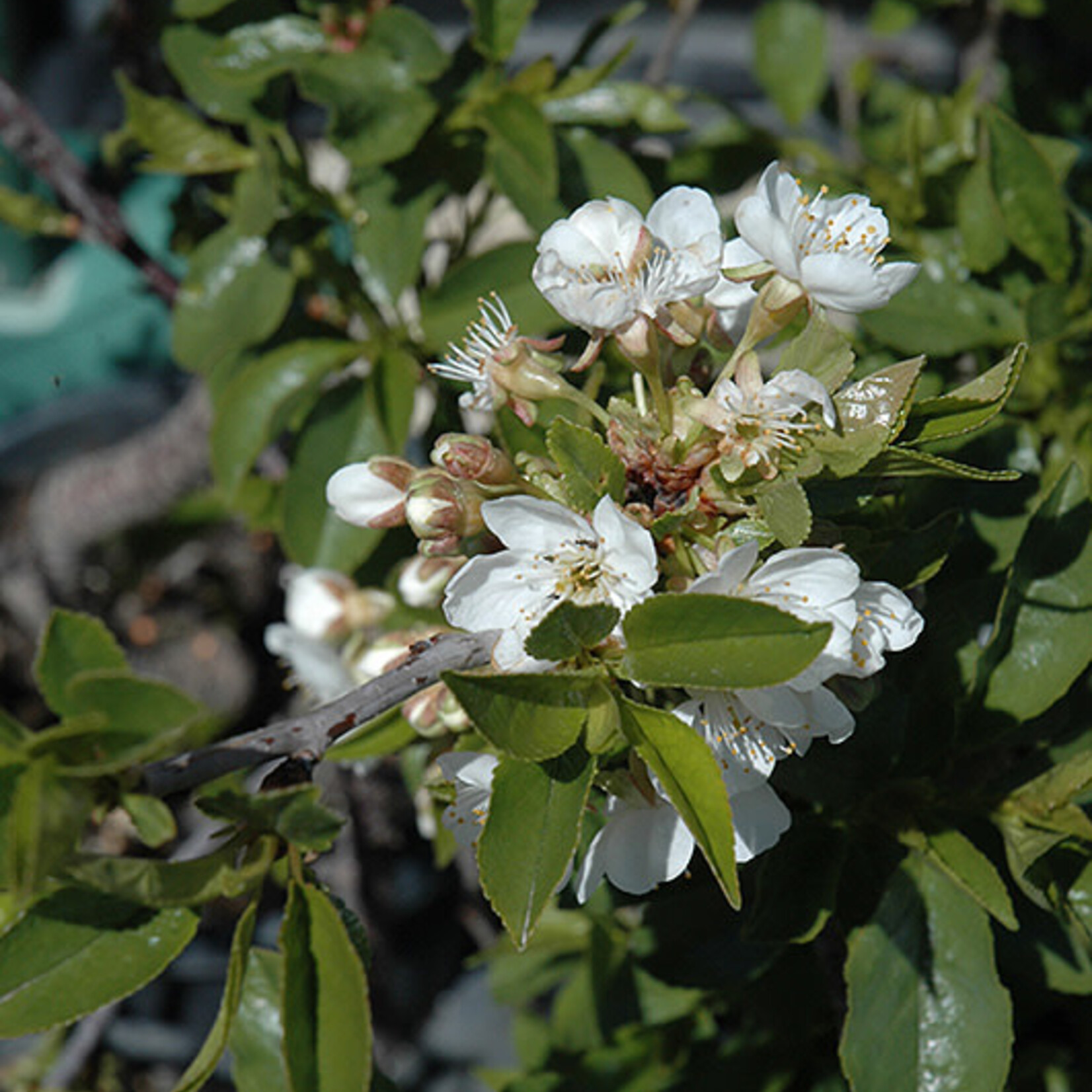 Cherry Romeo 5 gal tree form