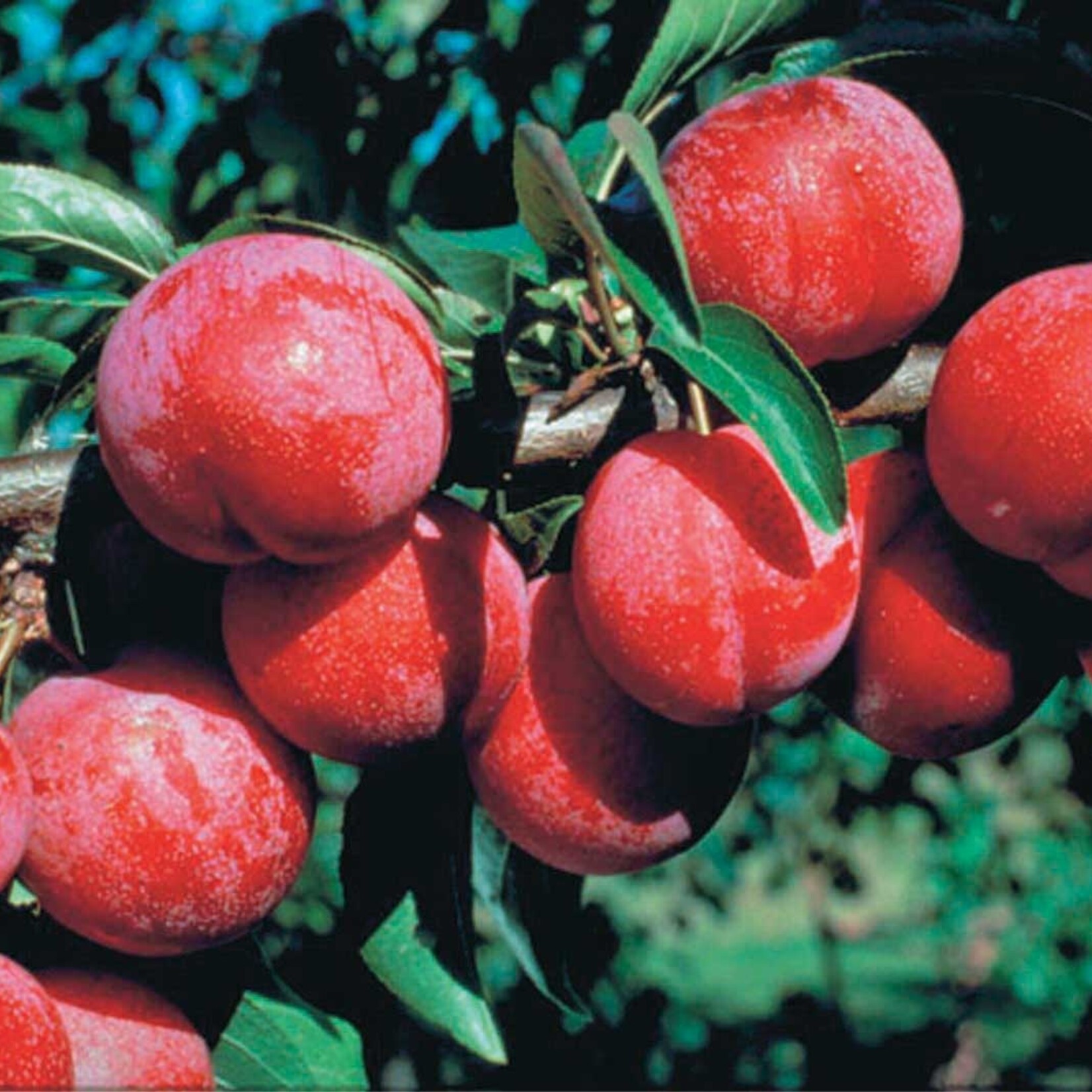 Plum Pembina 5gal