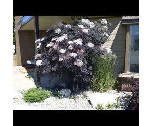 Elder - Black Lace - 2 Gallon – Calgary Plants