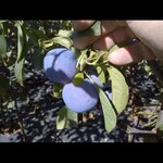 Plum Mount Royal