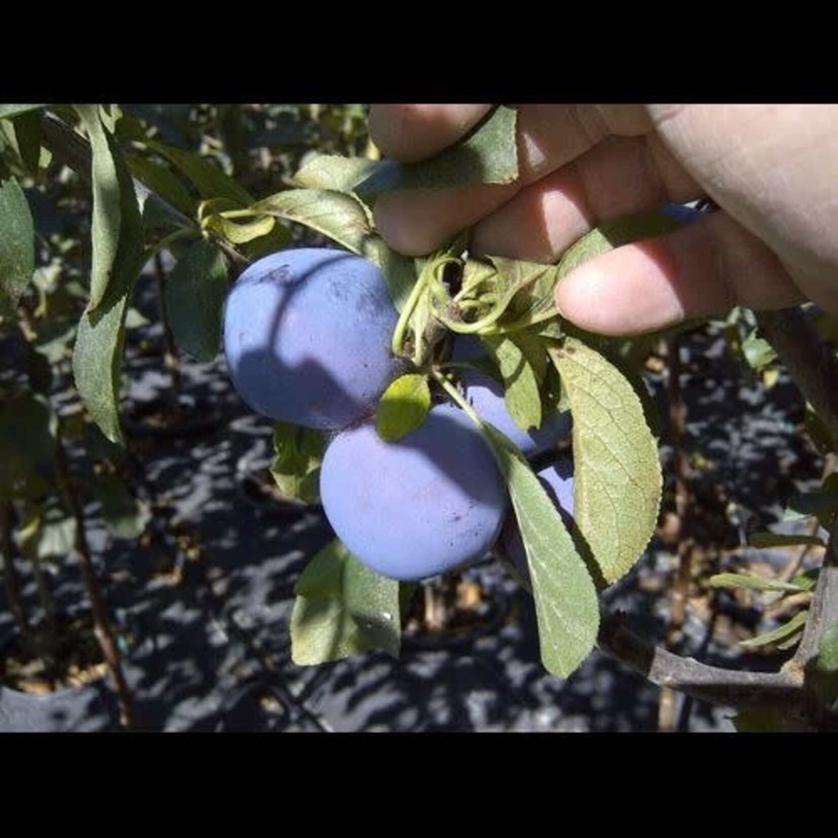Plum Mount Royal
