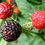 Raspberry Wyoming Black - Summer Bearing