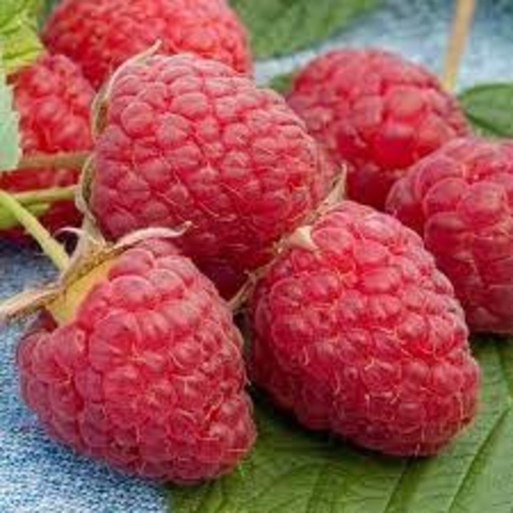 Raspberry Heritage 1 Gal