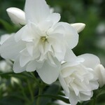 Mock Orange Snow Dwarf