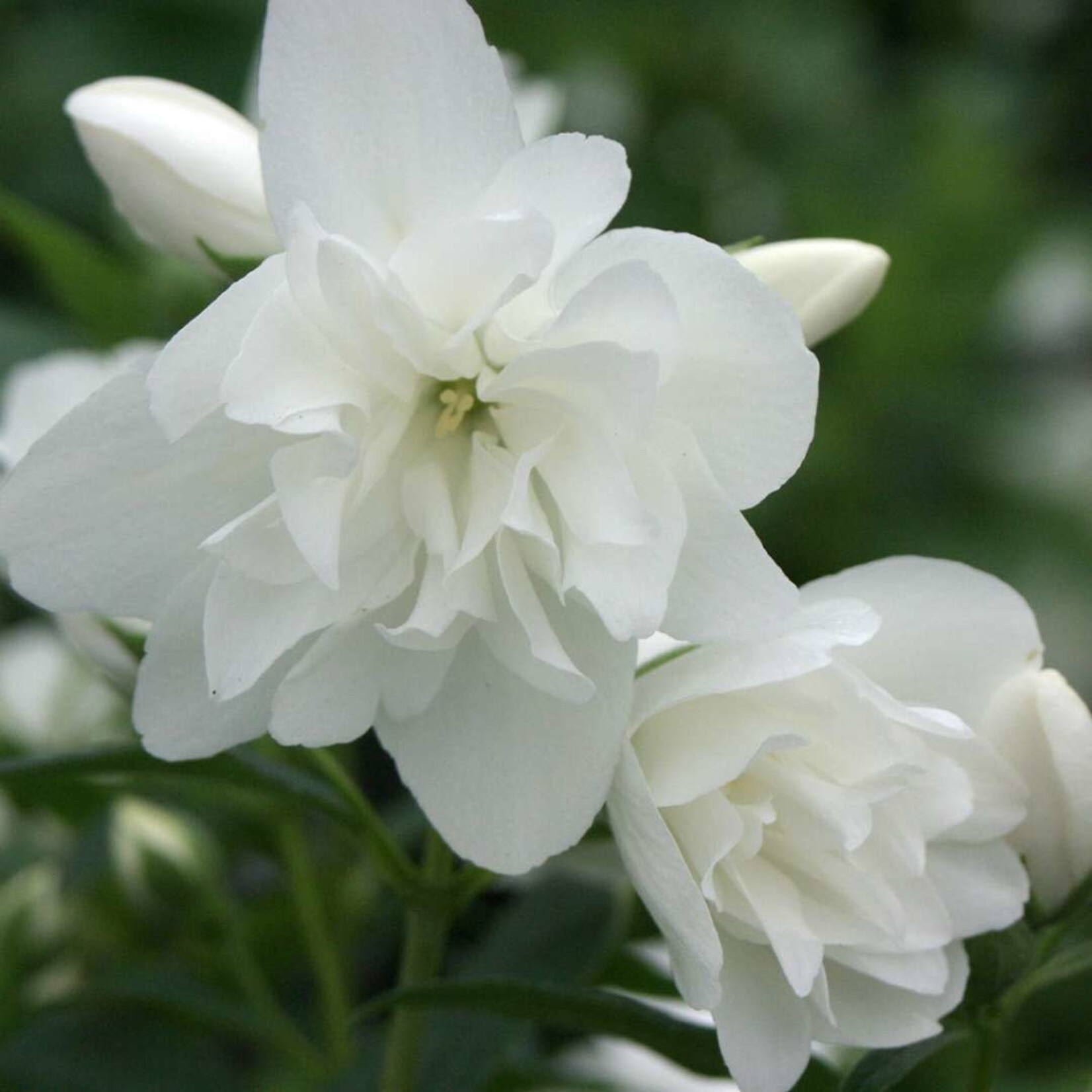 Mock Orange Snow Dwarf 2 Gal
