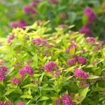 Spirea Double Play Gold PW 2 Gal