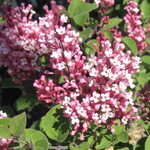 Lilac Tinkerbelle