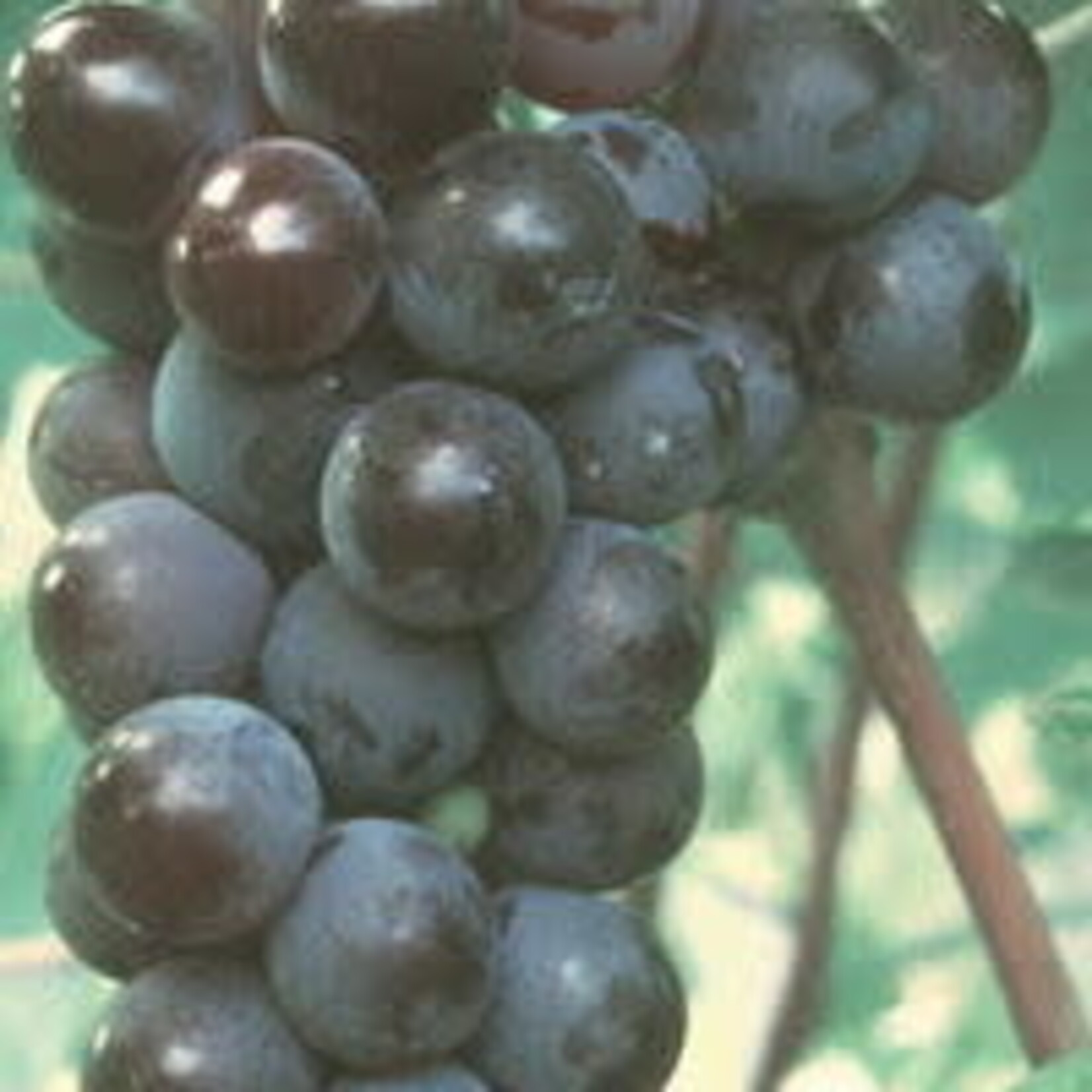 Grape Valiant 1 Gal