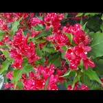 Weigela Red Prince  2 Gal