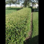 Cotoneaster Peking/Hedge