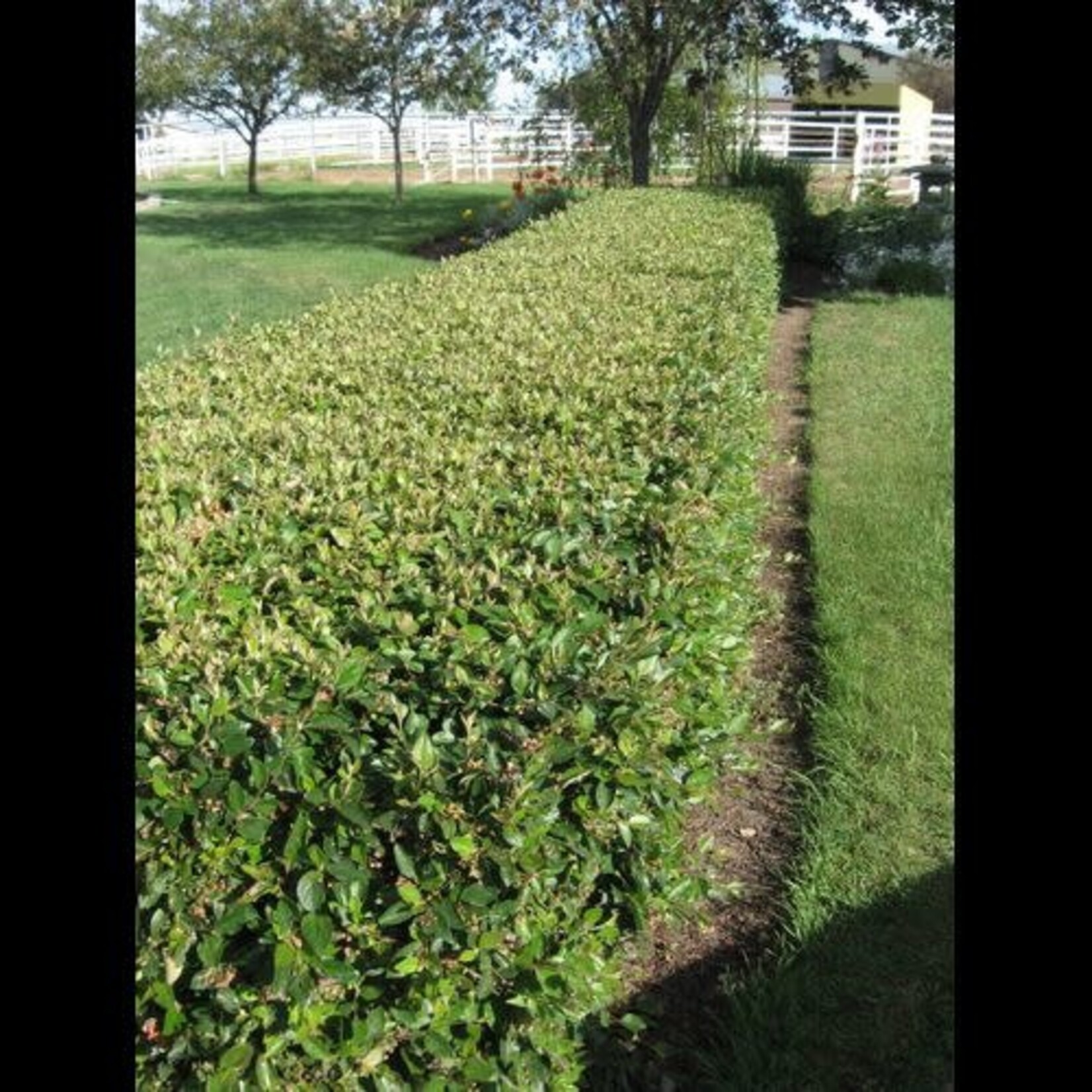 Cotoneaster Peking/Hedge 1gal