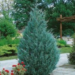 Upright Juniper