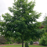 Alder Tree