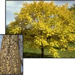 Amur Cork Tree