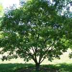Amur Maackia Tree