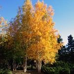Birch Trees
