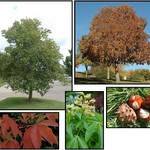 Ohio Buckeye