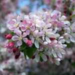 Cherry Trees