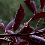 Chokecherry Trees