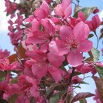 Crabapple Trees