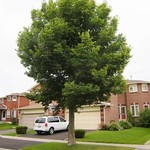 Hackberry Trees