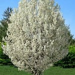 Pear Trees