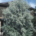 Russian Olive Tree