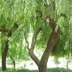 Willow Trees