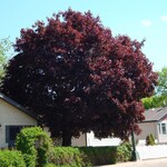 Maple Prairie Splendor Norway
