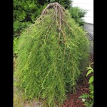 Caragana Walker Top Grafted