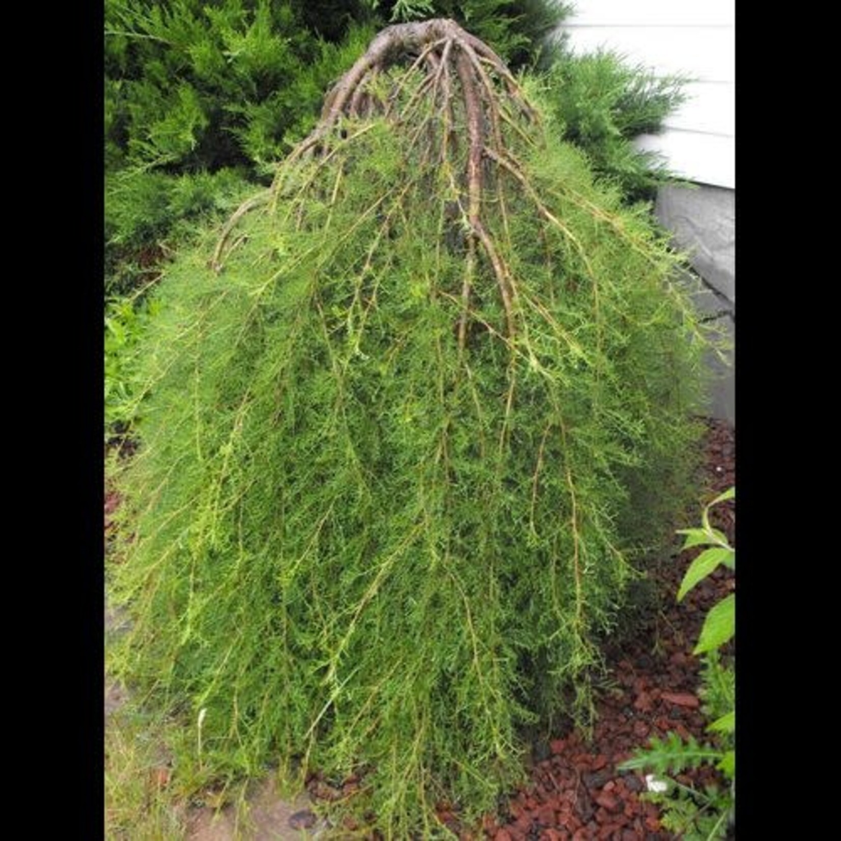 Caragana Walker 5 Gal T/G