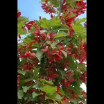 Maple Amur Ruby Slippers