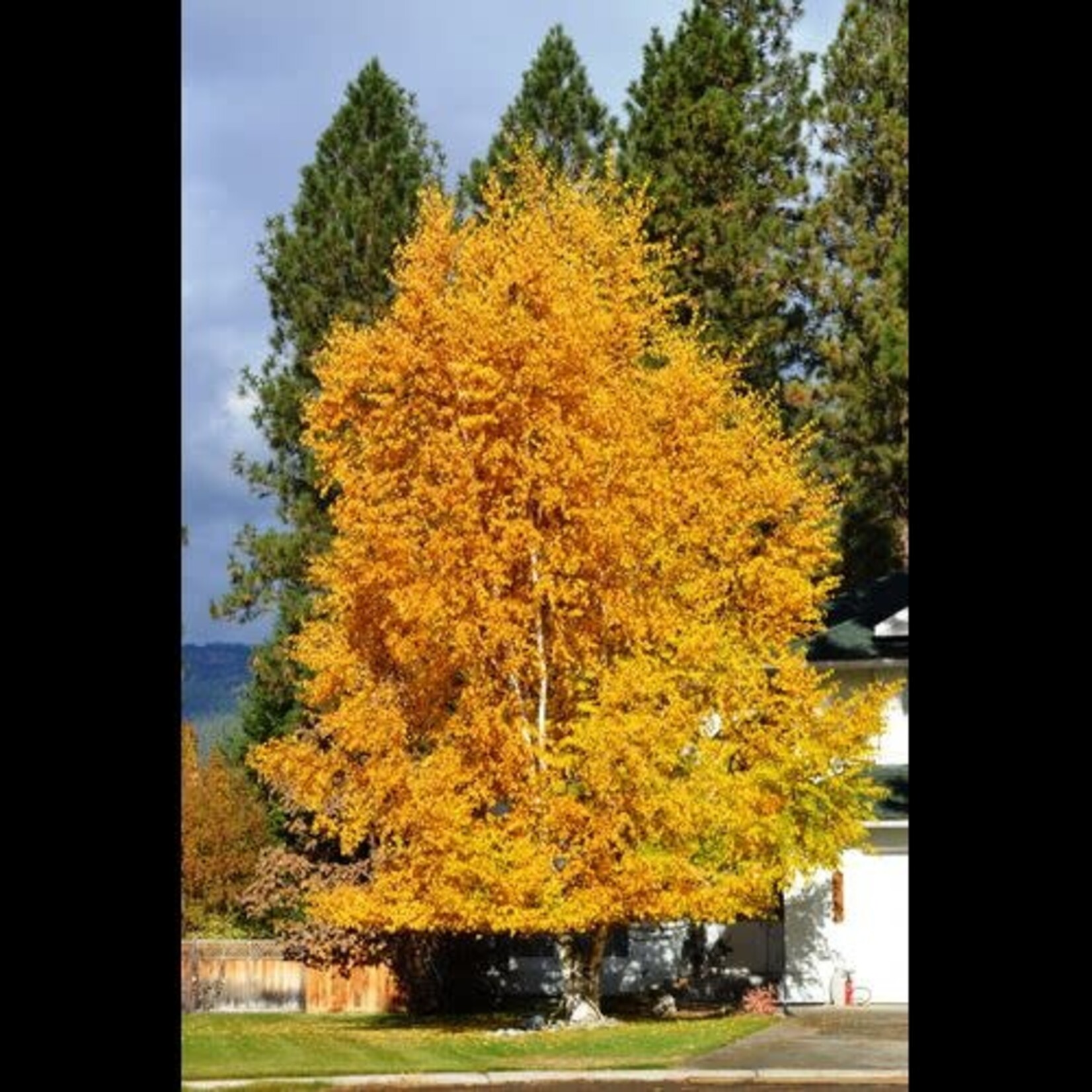 Paper Birch 5gal