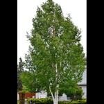 Paper Birch