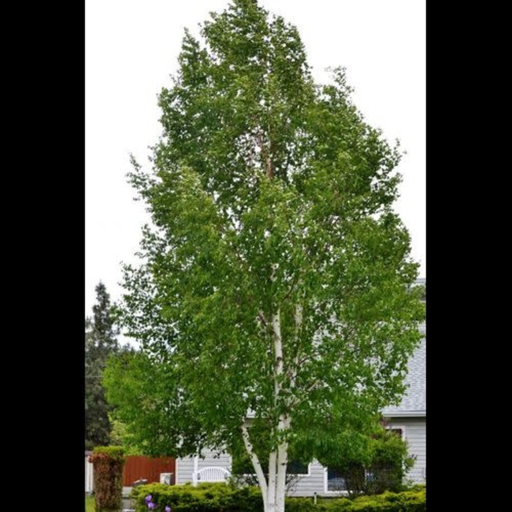 Paper Birch 5gal