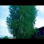 Weeping Cutleaf Birch