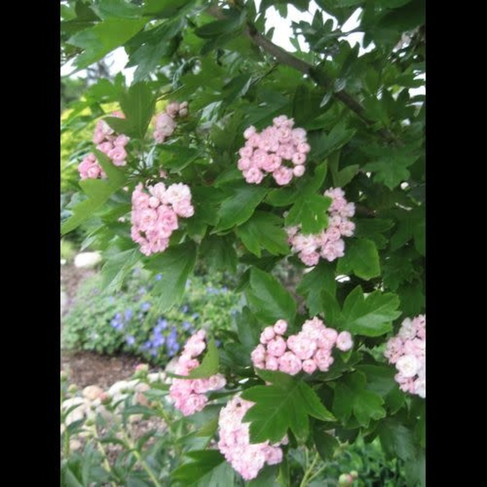 Toba Hawthorn 5ga;