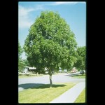 Mancana Ash