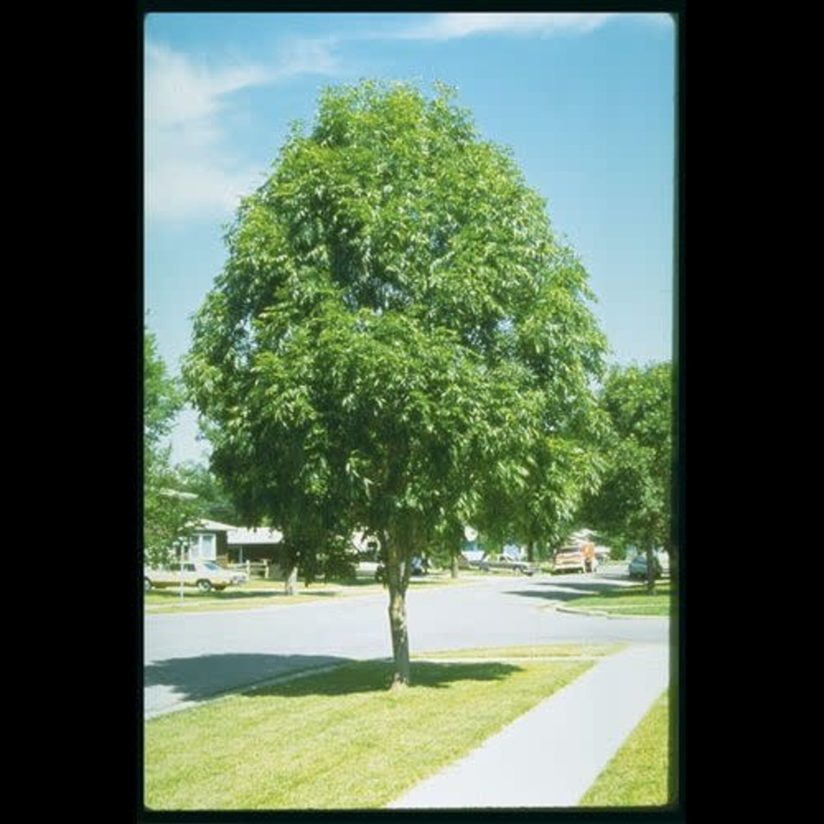 Mancana Ash