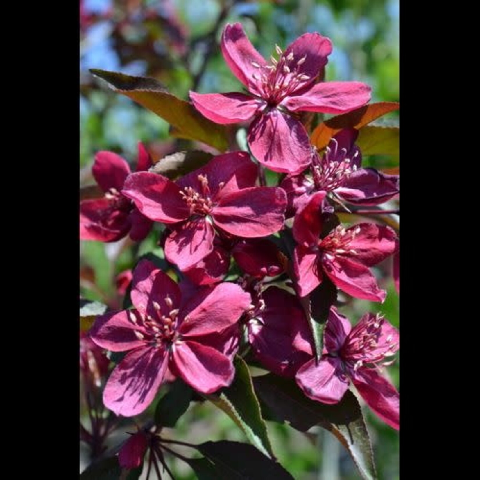 Crabapple Ornamental Royalty