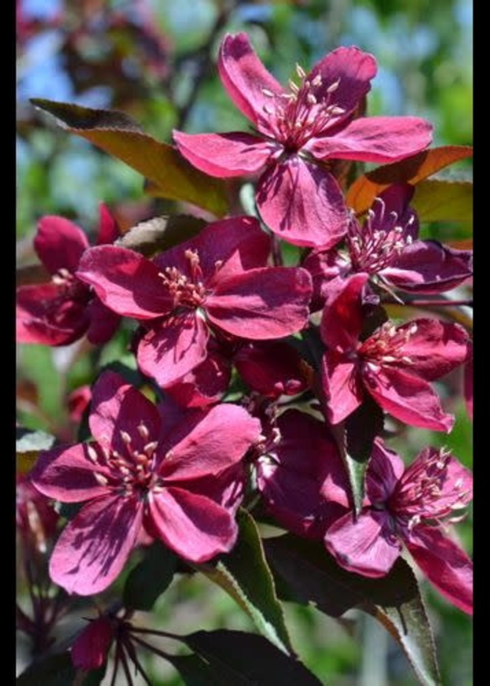 Crabapple Ornamental Royalty