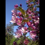Crabapple Ornamental Thunderchild