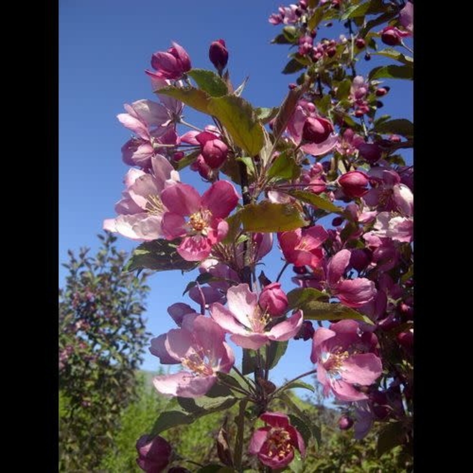 Crabapple Ornamental Thunderchild