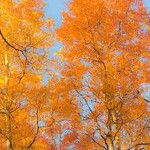 Trembling Aspen Dancing Flame