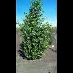 Trembling Aspen Prairie Skyrise